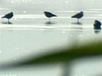 Avian flu occurs in Canada