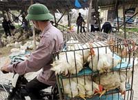 Avian flu: the world worries about