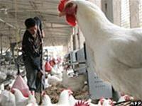 Avian influenza antibody found