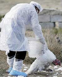 Avian influenza continues to deteriorate in Europe and Asia
