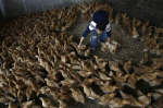 Avian influenza detection chip