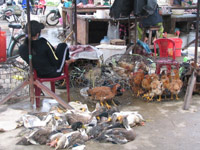 Avian influenza is complicated