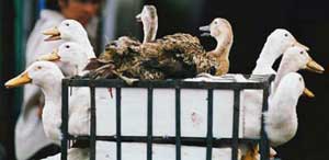 Avian influenza occurs in Quang Tri