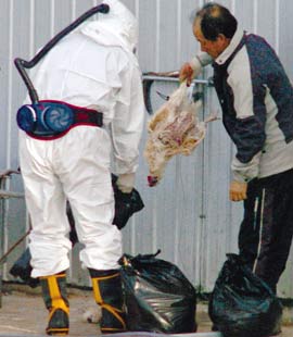 Avian influenza outbreak in Japan after 2 years