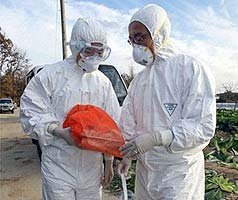 Avian influenza outbreaks again in Korea