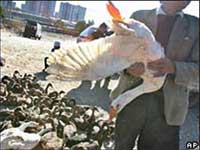 Avian influenza outbreaks in Asia