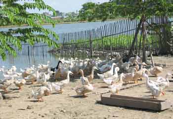 Avian influenza re-emerges in Vietnam