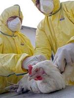 Avian influenza testing for 10 minutes