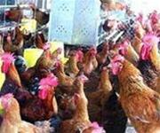 Avian influenza virus has changed