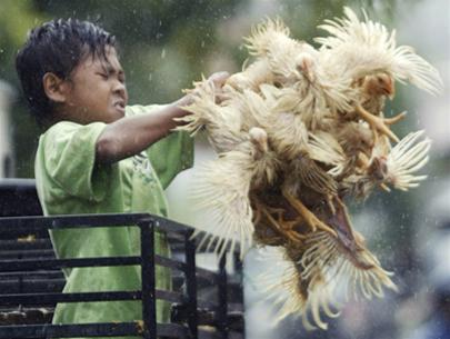 Avian influenza virus variants on pigs and cats