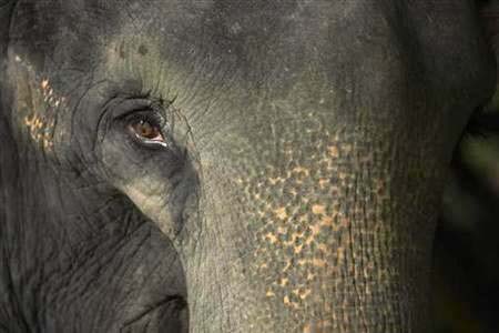 Avoid hunters, a herd of elephants hid on the desert island