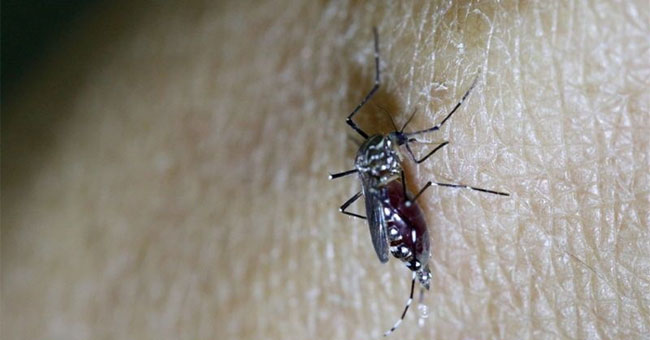 Avoid kissing, abstinence to prevent Zika virus