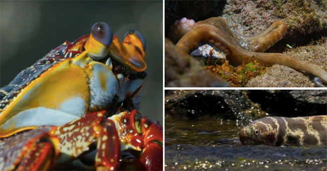 Avoid melon skin with coconut shell, the crab is traced twice when looking for bait: How does it escape?