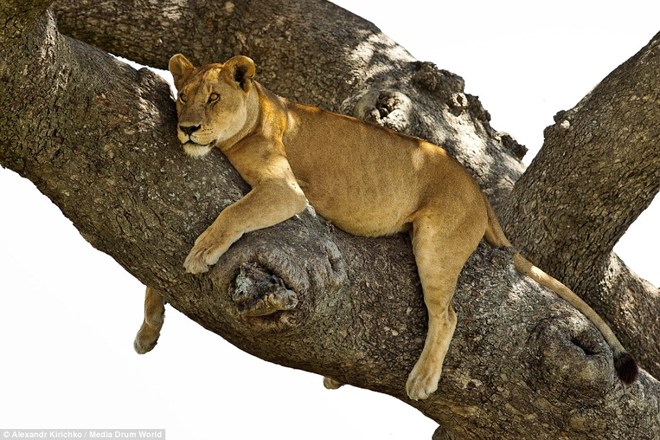 Avoid the heat of the African lion style