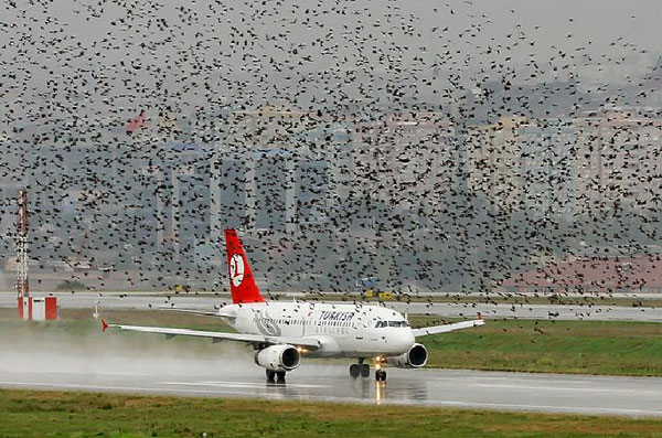 Avoiding birds attacking aircraft