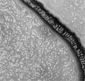 Awakening the virus once existed 30,000 years ago