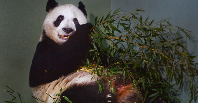 Awarded 8 billion for studying pandas