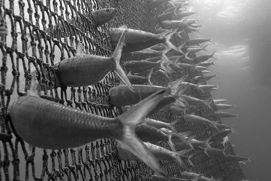 Award-winning sardines, dragonflies' Photos of wild nature