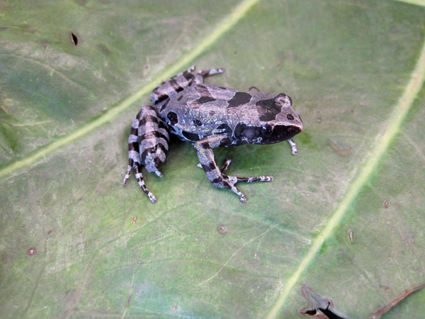 Aye-aye frogs reappear in Burundi after 62 years