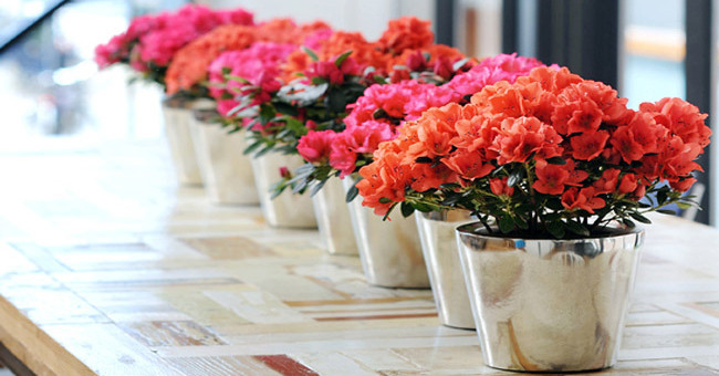 Azaleas - Poisonous flowers cure many diseases