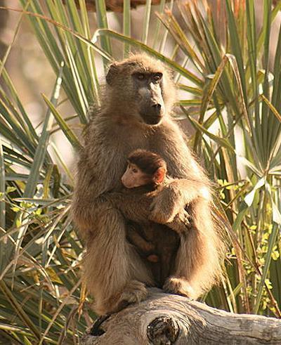 Baboons benefit from social relations