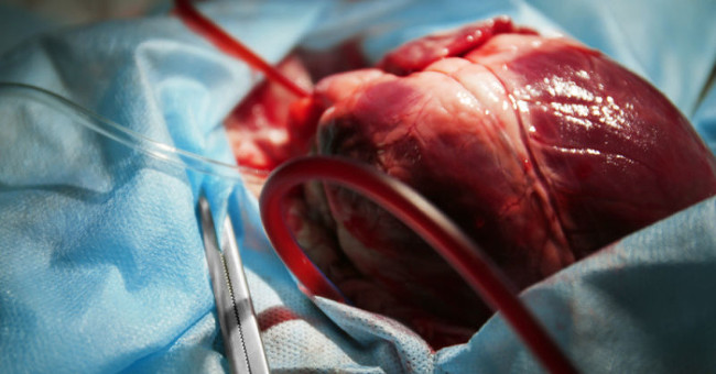 Baboons carry pig hearts for more than two years