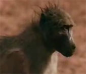 Baboons escape crocodile jaws