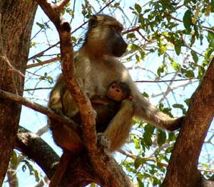 Baboons like to stalk sex