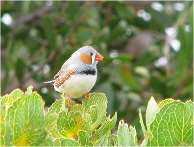 Baby birds also babble before singing