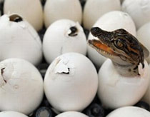 Baby crocodiles 'chat' before hatching