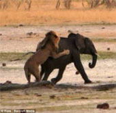 Baby elephants stray into good prey for lions