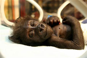 'Baby' gorilla came into the hospital because she abandoned it