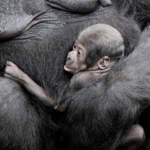 Baby gorilla in the mother's arms