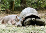 Baby hippopotamus with old turtle