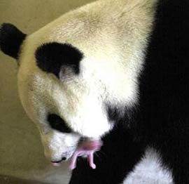 Baby pandas die from maternal pressure