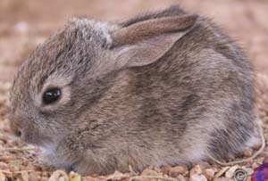 Baby rabbits learn about smell thanks to pheromone in breast milk