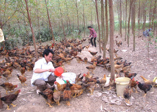 Bac Kan: Testing the model of chicken raising on hills