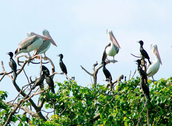 Bac Lieu bird garden appears many rare and precious species