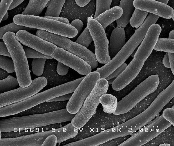 Bacteria and energy