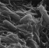 Bacteria are capable of generating electricity