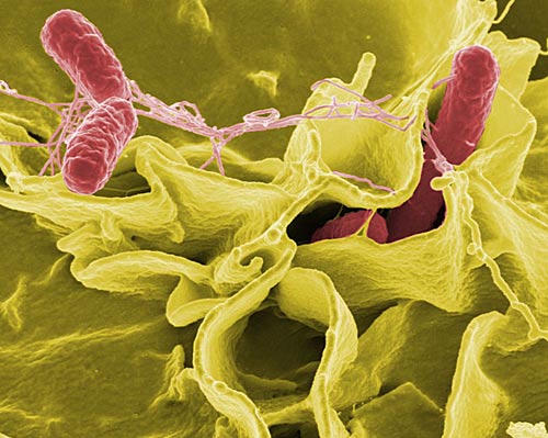 Bacteria are more toxic when flying into space