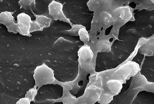 Bacteria can also 'sniff'