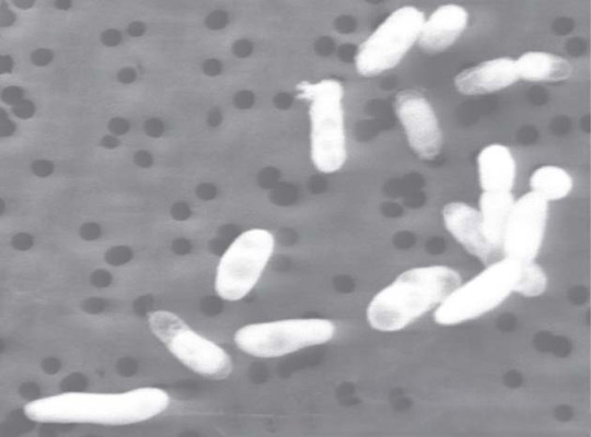 Bacteria can live in arsenic environment