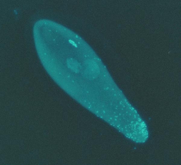 Bacteria can regulate the sex of the host