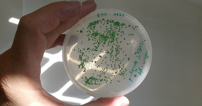 Bacteria can see things like people