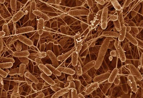 Bacteria decipher mysterious human body