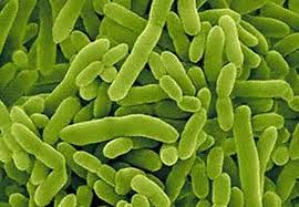 Bacteria eat caffeine