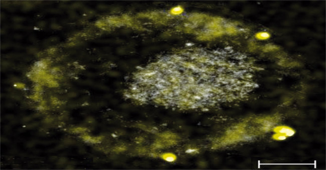 Bacteria eat toxic metals and emit gold