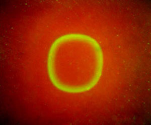 Bacteria form the waveform when there is an effect of oxygen