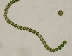 Bacteria - Future fuel source?